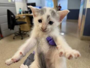TANK -  Domestic Short Hair Cat for Adoption in Doral, Florida - TANK | PetCurious