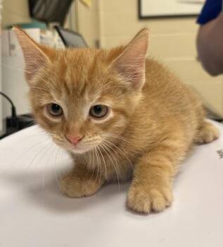 Croissant -  Domestic Short Hair Cat for Adoption in Fishers, Indiana - Croissant | PetCurious