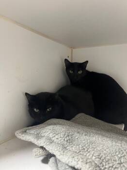 Rescue Domestic Short Hair Cats for Adoption in Maryville, Tennessee - Raspberry | PetCurious