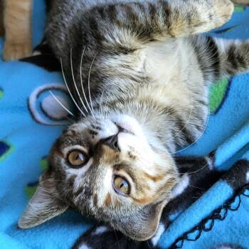 Ruby -  Domestic Short Hair Cat for Adoption in New Berlin, Wisconsin - Ruby | PetCurious