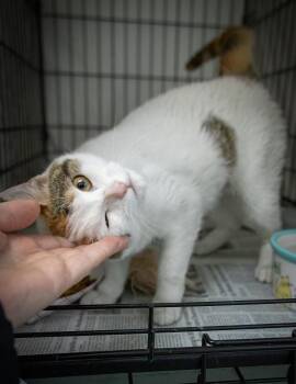 Domestic Short Hair and Calico Cats Available for Adoption in Greenville, Delaware - Magnolia (FCID# 03/23/2026 - 31 Trainer) | PetCurious