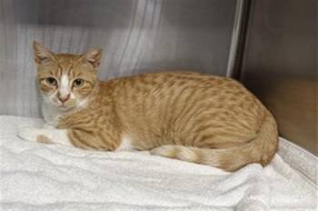 A186353 -  Domestic Short Hair Cat for Adoption in Pasadena, Texas - A186353 | PetCurious