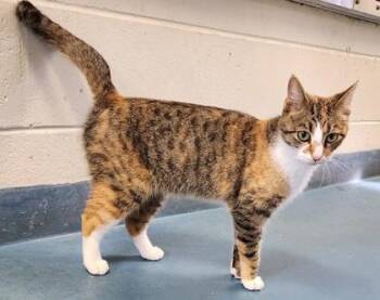 Domestic Short Hair Cats Available for Adoption - Sophia | PetCurious