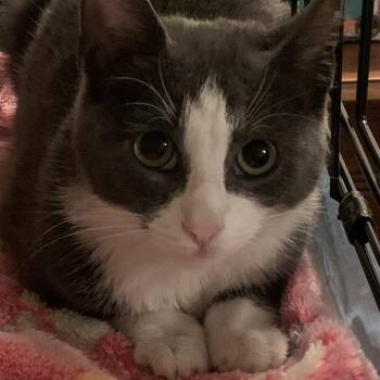 Rescue Domestic Short Hair Cats for Adoption in Roslyn Heights, New York - Gwen | PetCurious