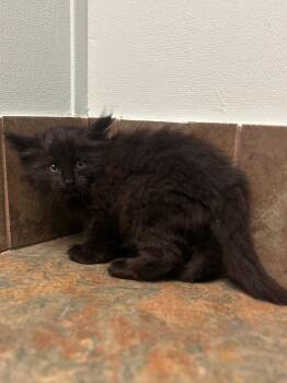 Maine -  Domestic Long Hair Cat for Adoption in Columbus, Nebraska - Maine | PetCurious