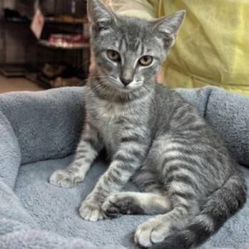 Sierra 7537 -  Domestic Short Hair Cat for Adoption in Boca Raton, Florida - Sierra 7537 | PetCurious
