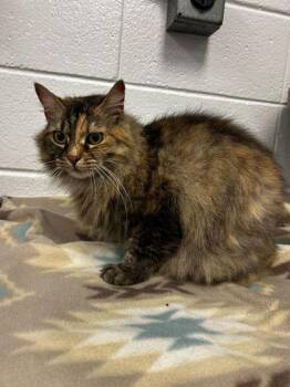 Domestic Long Hair and Domestic Short Hair Cats Available for Adoption in Spruce Pine, North Carolina - Lucy | PetCurious