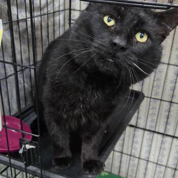 Shaquille -  Domestic Short Hair Cat for Adoption in Mokena, Illinois - Shaquille | PetCurious
