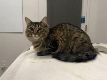 Buckie -  Domestic Long Hair Cat for Adoption in Kansas City, Missouri - Buckie | PetCurious