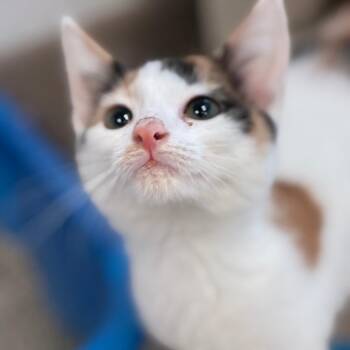 Squimble -  Domestic Short Hair Cat for Adoption in South Elgin, Illinois - Squimble | PetCurious