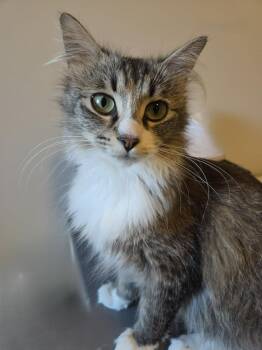 Karma -  Domestic Medium Hair Cat for Adoption in Yellowknife, Northwest Territories - Karma | PetCurious
