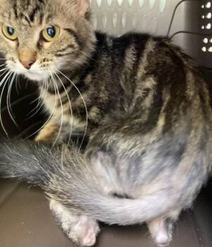 QUEEN CAROLINE -  Domestic Short Hair Cat for Adoption in Camarillo, California - QUEEN CAROLINE | PetCurious