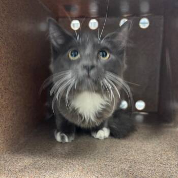 Basil -  Domestic Short Hair Cat for Adoption in Greensboro, North Carolina - Basil | PetCurious