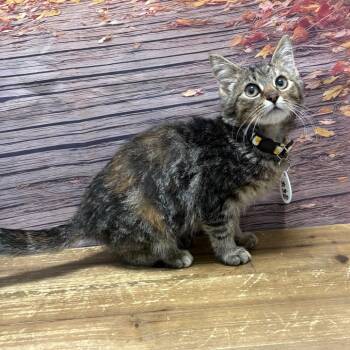 Koko -  Domestic Short Hair Cat for Adoption in Normal, Illinois - Koko | PetCurious