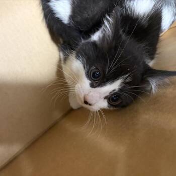 AHNJ-Stray-120802 -  Domestic Short Hair Cat for Adoption in Newark, New Jersey - AHNJ-Stray-120802 | PetCurious