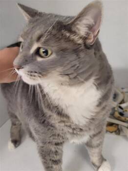 Rescue Domestic Short Hair Cats for Adoption in New Kensington, Pennsylvania - Rolo | PetCurious