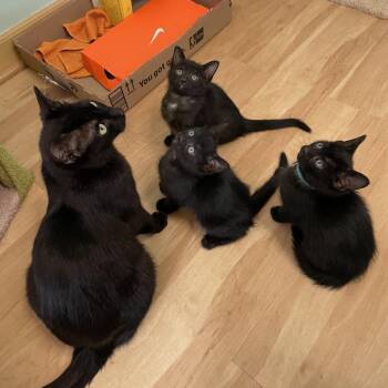 Coco -  Domestic Short Hair Cat for Adoption in Chicago, Illinois - Coco | PetCurious
