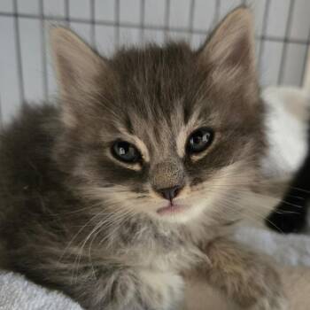 Shitake -  Domestic Medium Hair Cat for Adoption in Desert Hot Springs, California - Shitake | PetCurious
