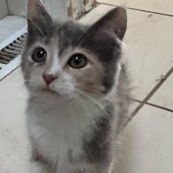 Orbit -  Domestic Short Hair Cat for Adoption in Springfield, Missouri - Orbit | PetCurious