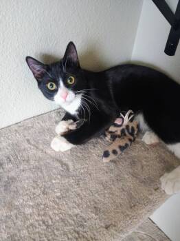 Domestic Short Hair Cats Available for Adoption in Laramie, Wyoming - Bonito | PetCurious