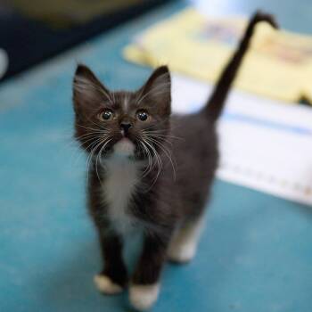 Jellybean -  Domestic Short Hair Cat for Adoption in Memphis, Tennessee - Jellybean | PetCurious
