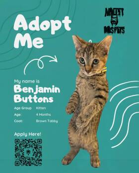 Benjamin Buttons -  Domestic Short Hair Cat for Adoption in Oklahoma City, Oklahoma - Benjamin Buttons | PetCurious