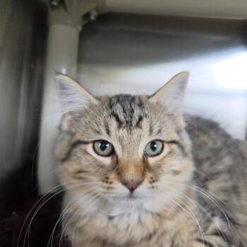 Cindy -  Domestic Long Hair Cat for Adoption in Rock Falls, Illinois - Cindy | PetCurious