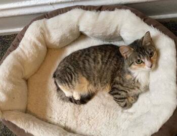 Cotton Candy -  Calico Cat for Adoption in Macedonia, Ohio - Cotton Candy | PetCurious