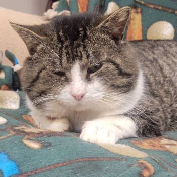 Rescue Domestic Short Hair Cats for Adoption in Archbold, Ohio - Barney | PetCurious