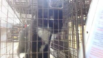 OPAL -  Domestic Short Hair Cat for Adoption in Doral, Florida - OPAL | PetCurious