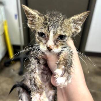 Princess Ballerina -  Domestic Short Hair Cat for Adoption in Cleveland, Mississippi - Princess Ballerina | PetCurious