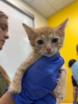 Cricket -  Domestic Short Hair Cat for Adoption in Raleigh, North Carolina - Cricket | PetCurious