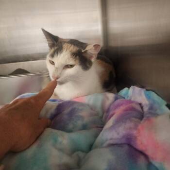 Patches -  Domestic Short Hair Cat for Adoption in Evensville, Tennessee - Patches | PetCurious