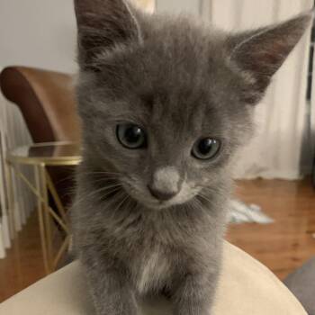Jenny -  Domestic Short Hair Cat Available for Adoption in Chattanooga, Tennessee - Jenny | PetCurious