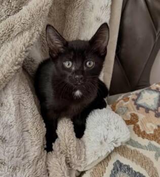 Domestic Short Hair Cats Available for Adoption in Larkfield-wikiup, California - King Coal | PetCurious