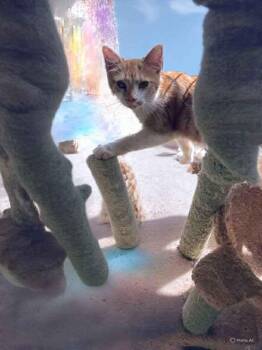 Rescue Domestic Short Hair Cats for Adoption in Parma Heights, Ohio - Marlon Brando | PetCurious