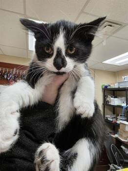 Rescue Domestic Short Hair Cats for Adoption in Aliquippa, Pennsylvania - HYDRA | PetCurious