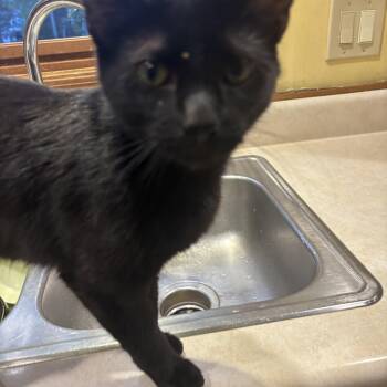 Domestic Short Hair Cats Available for Adoption in Melrose, Massachusetts - Mollie | PetCurious