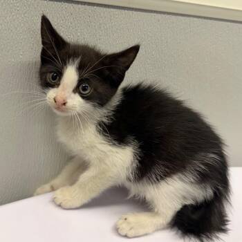 Domestic Short Hair Cats Available for Adoption in Tampa, Florida - Pongo | PetCurious