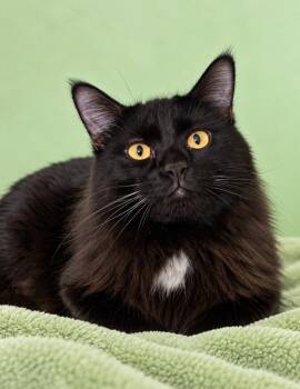 Simon -  Domestic Medium Hair Cat for Adoption in Rock Springs, Wyoming - Simon | PetCurious