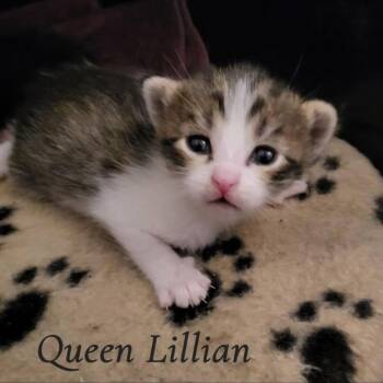 Domestic Short Hair Cats Available for Adoption in South Elgin, Illinois - Queen Lillian | PetCurious