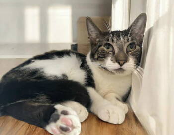 Rescue Domestic Short Hair Cats for Adoption in Littlestown, Pennsylvania - Oakley | PetCurious