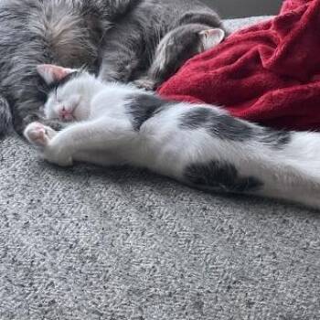 Drac -  Domestic Short Hair Cat for Adoption in Greenwood, Missouri - Drac | PetCurious
