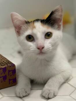 Rescue Domestic Short Hair Cats for Adoption in Los Angeles, California - Gigi | PetCurious