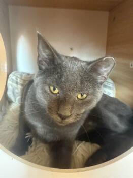 Rescue Domestic Short Hair Cats for Adoption - Falcon | PetCurious