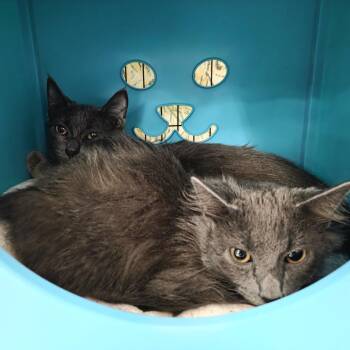 Pepper -  Domestic Short Hair Cat for Adoption in Oshkosh, Wisconsin - Pepper | PetCurious