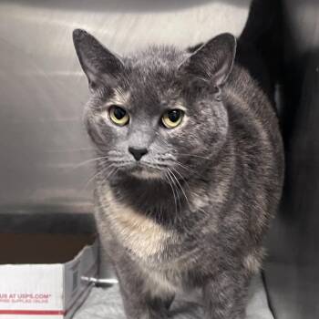 Rescue Chartreux Cats for Adoption - Cher | PetCurious