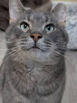 Carl (cafe) -  Domestic Short Hair Cat for Adoption in West Lafayette, Indiana - Carl (cafe) | PetCurious
