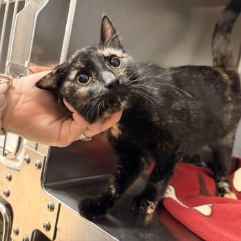 Domestic Short Hair Cats Available for Adoption in Saint Charles, Missouri - Back Bat Flower | PetCurious