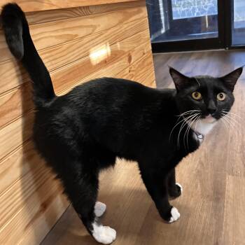 Watson -  Domestic Short Hair Cat for Adoption in The Colony, Texas - Watson | PetCurious